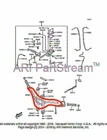 New Oem Kawasaki Kfx 50 Steering. Price: $59.95.